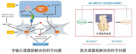 骨研团队再获两项国家自然科学基金面上项目资助